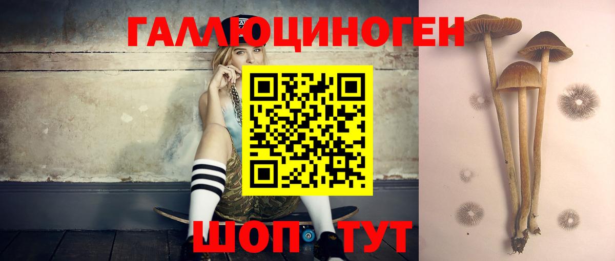 Галлюциногенные грибы Psilocybe Кизилюрт